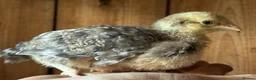 Chickens poultry for sale: Pure bred cream leg bar chicks - Advert 6