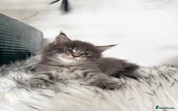 Maine Coon cats for sale: Champions - Bloodline Purebred Maine Coon Kittens  - Image 10