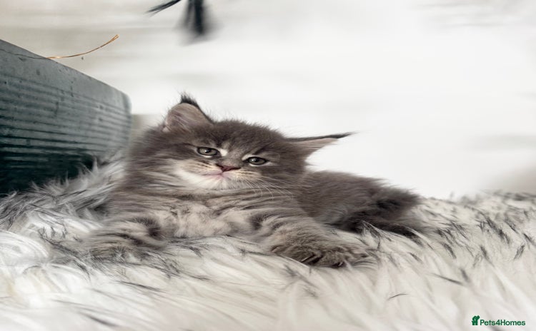 Maine Coon cats - Advert 16
