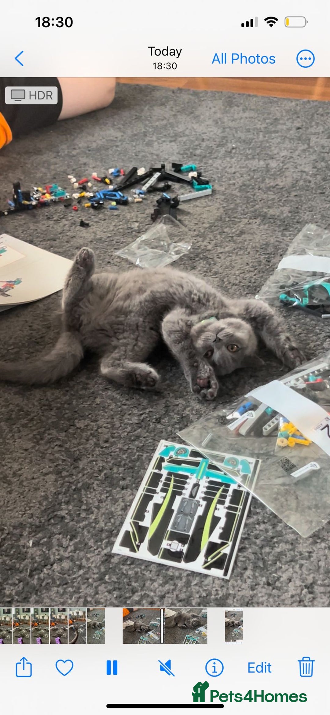 British Shorthair cats for sale: Lovely mom's 1st kittens! - Image 3
