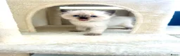 Ragdoll cats for sale: Ragdoll kittens *one female left* - Advert 24