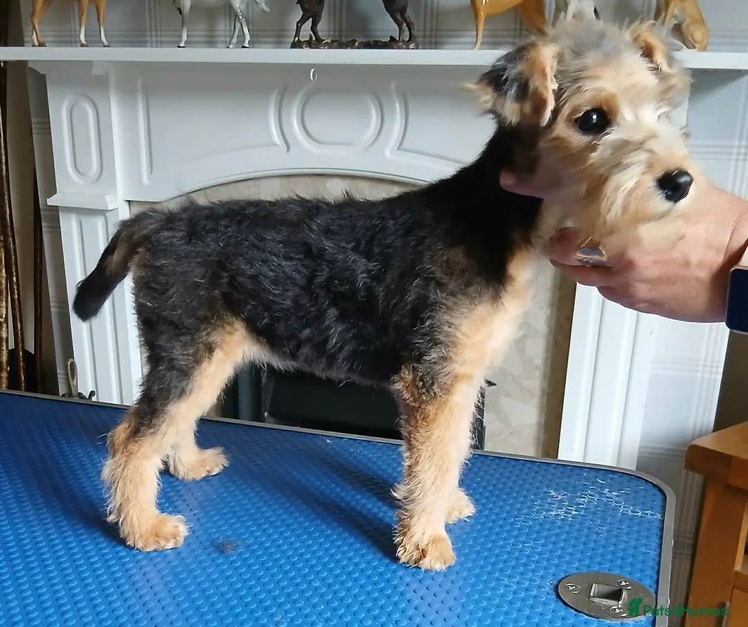 Lakeland Terrier dogs for sale: Lakeland terrier pup - Advert 2