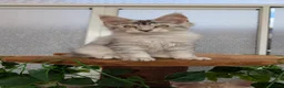 Maine Coon cats for sale: Stunning Tica registered Maine coon kittens - Advert 23