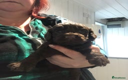 Cockapoo dogs for sale: F1 cockapoo puppies registered breeder - Image 15
