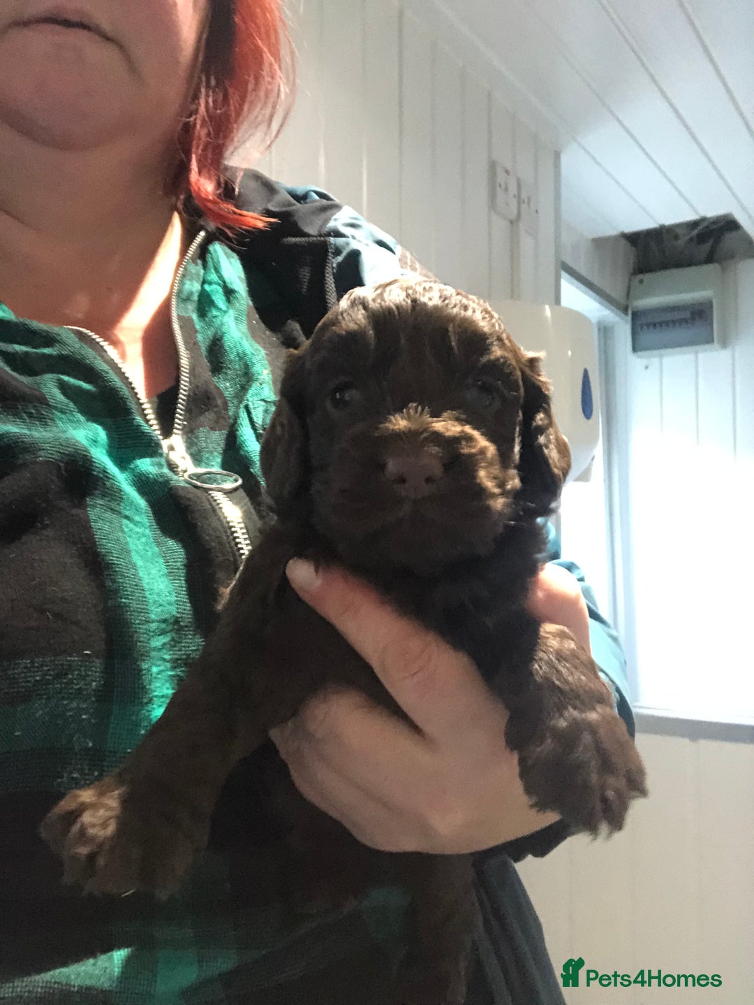 Cockapoo dogs for sale: F1 cockapoo puppies registered breeder - Image 15