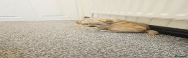 Cockapoo 3