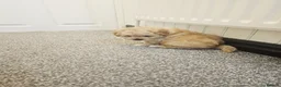 Cockapoo dogs for sale: Gorgeous Family Raised Cockapoo Puppies For Sale in Leicester - Advert 3