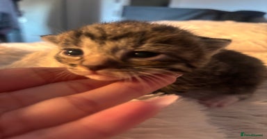 Scottish Fold cats - Advert 15