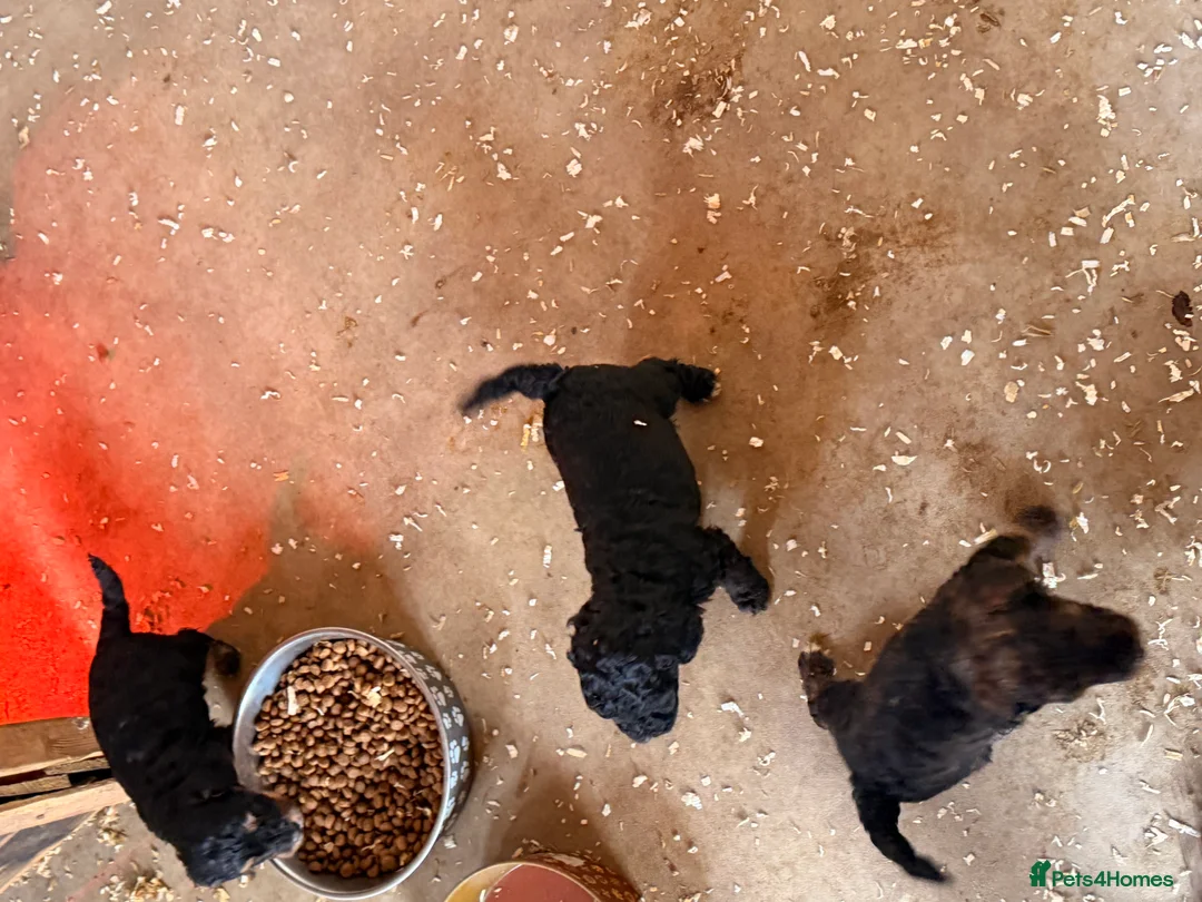 Cockapoo dogs for sale: F1 puppies cockatoo - Advert 6