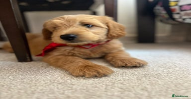 Goldendoodle dogs - Advert 1