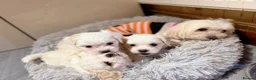 Maltese dogs for sale: Maltese puppies  - Advert 2
