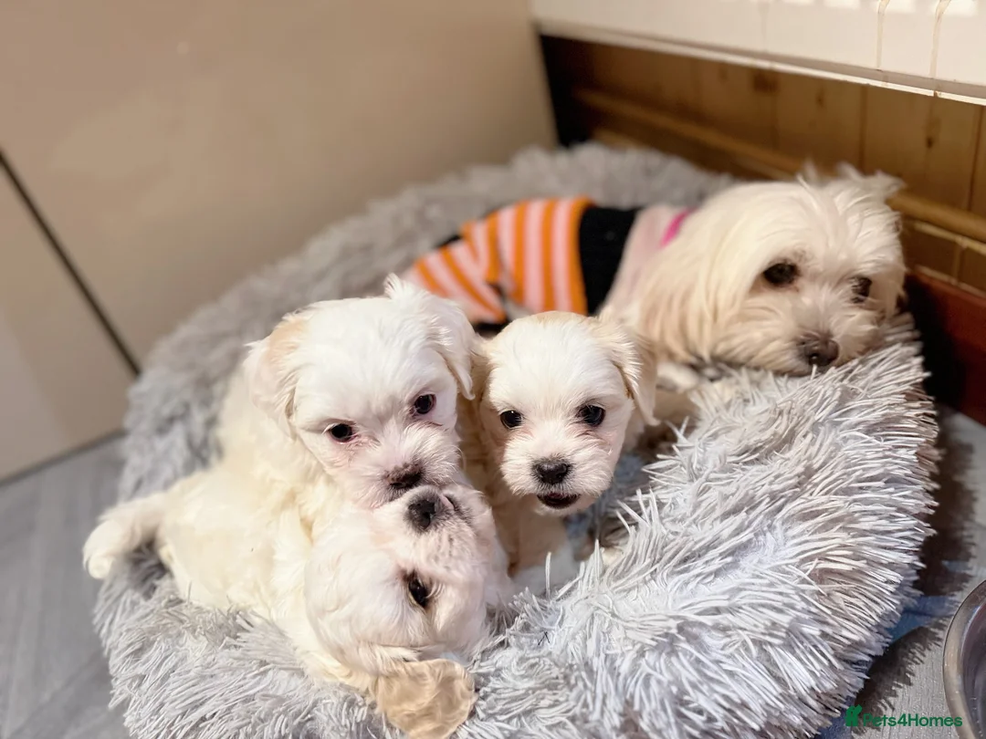 Maltese dogs for sale: Maltese puppies  - Advert 2