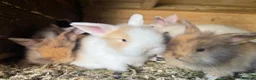 Lionhead rabbits for sale: Lion lop rabbits - boys and girls  - Advert 2