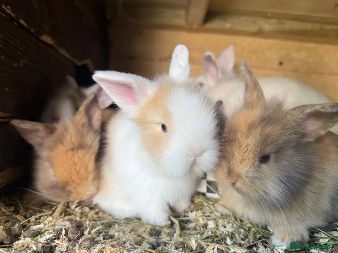 Lionhead rabbits for sale: Lion lop rabbits - boys and girls  - Advert 2