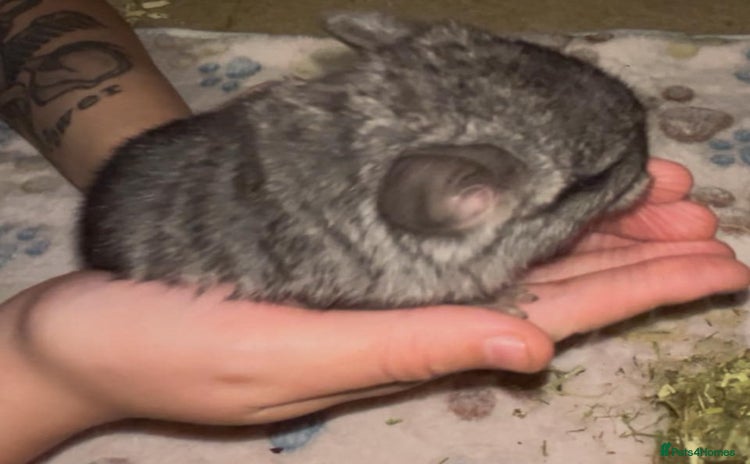 Chinchilla rodents - Advert 10