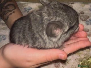 Chinchilla rodents - Advert 2