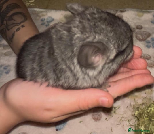 Chinchilla rodents - Advert 18