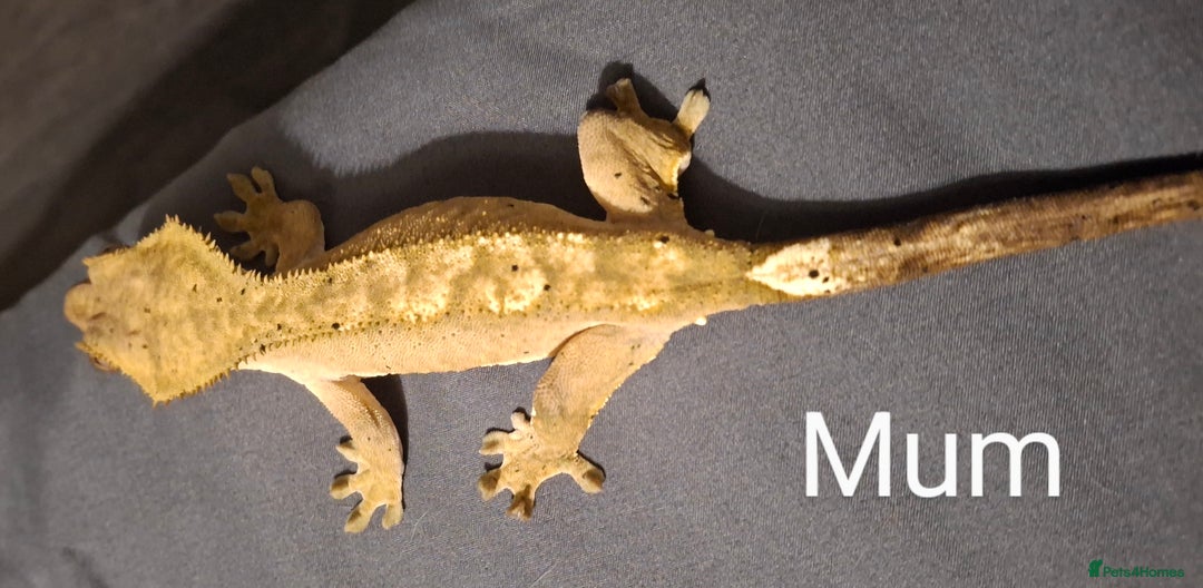 Gecko reptiles for sale: Baby crested geckos  in Doncaster - Image 10