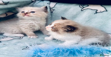 Ragdoll cats - Advert 5