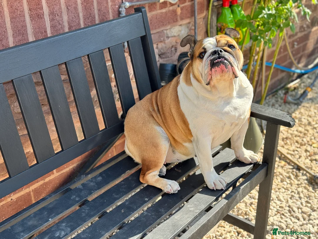 English Bulldog dogs for sale: Norma - Advert 2