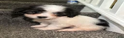 Maltipoo dogs for sale: 7 precious puppies looking for their forever homes - Advert 22