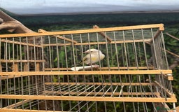 Finches birds for sale: Goldfinch for sale  - Image 12