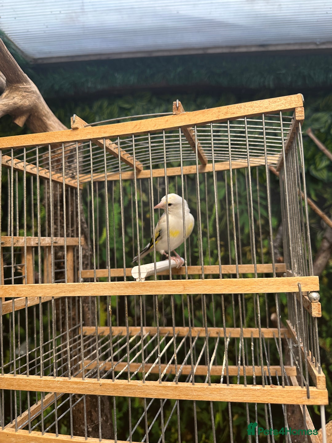 Finches birds for sale: Goldfinch for sale  - Image 12