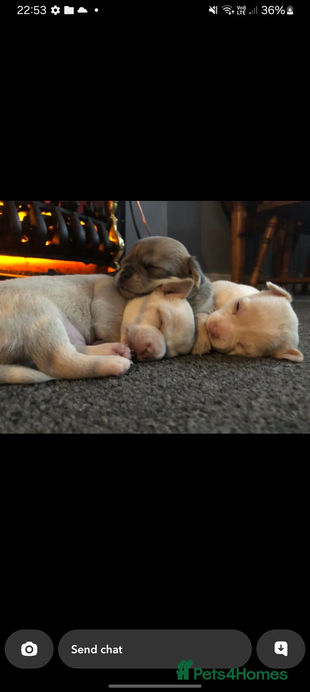 Chihuahua dogs for sale: Chihuahua puppys - Advert 8