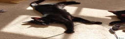 Domestic Shorthair cats for sale: Bonded pair of indoor girl cats - together only - Advert 8