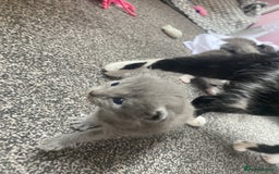 Mixed Breed cats for sale: Litter of 5 beautiful grey and Smokey kittens 🐱  - Image 10