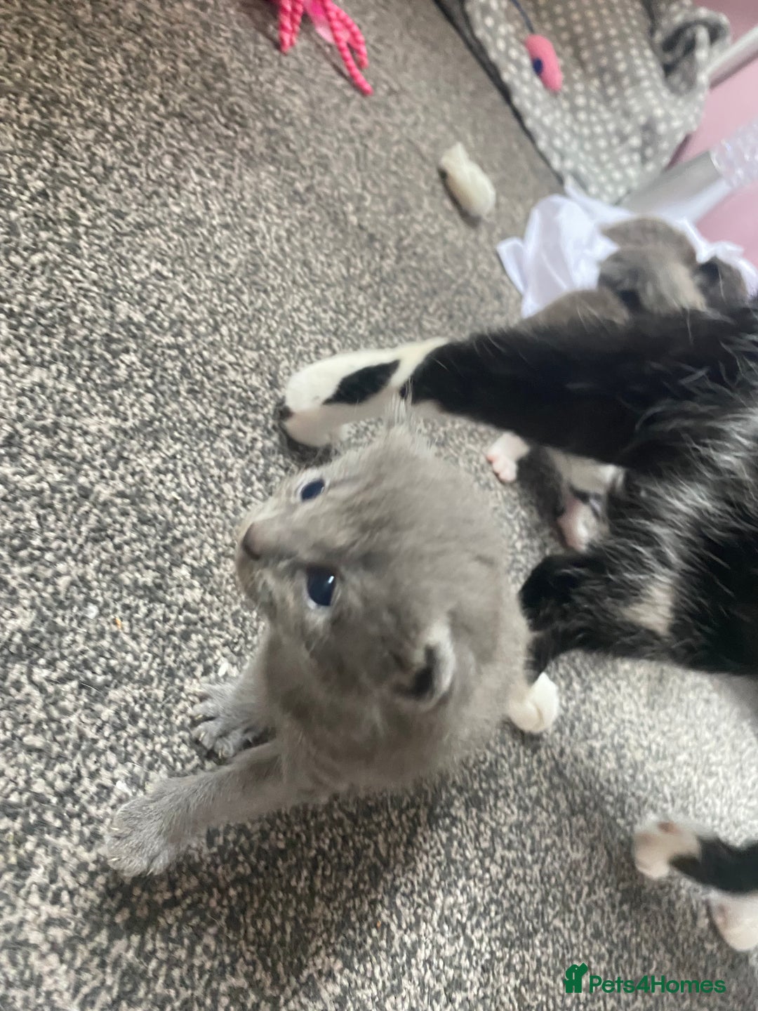 Mixed Breed cats for sale: Litter of 5 beautiful grey and Smokey kittens 🐱  - Image 10