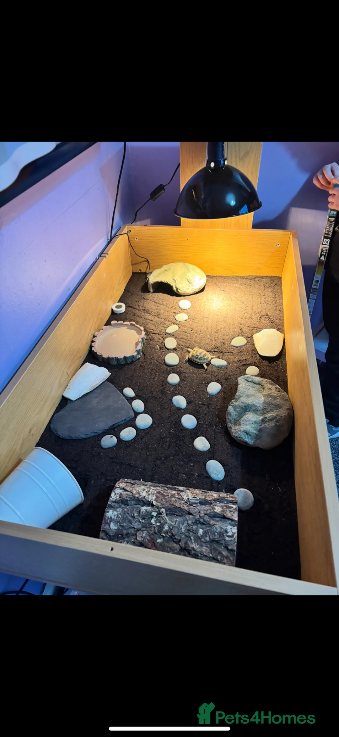 Tortoise reptiles for sale: Shelly the tortoise 🐢 - Advert 2