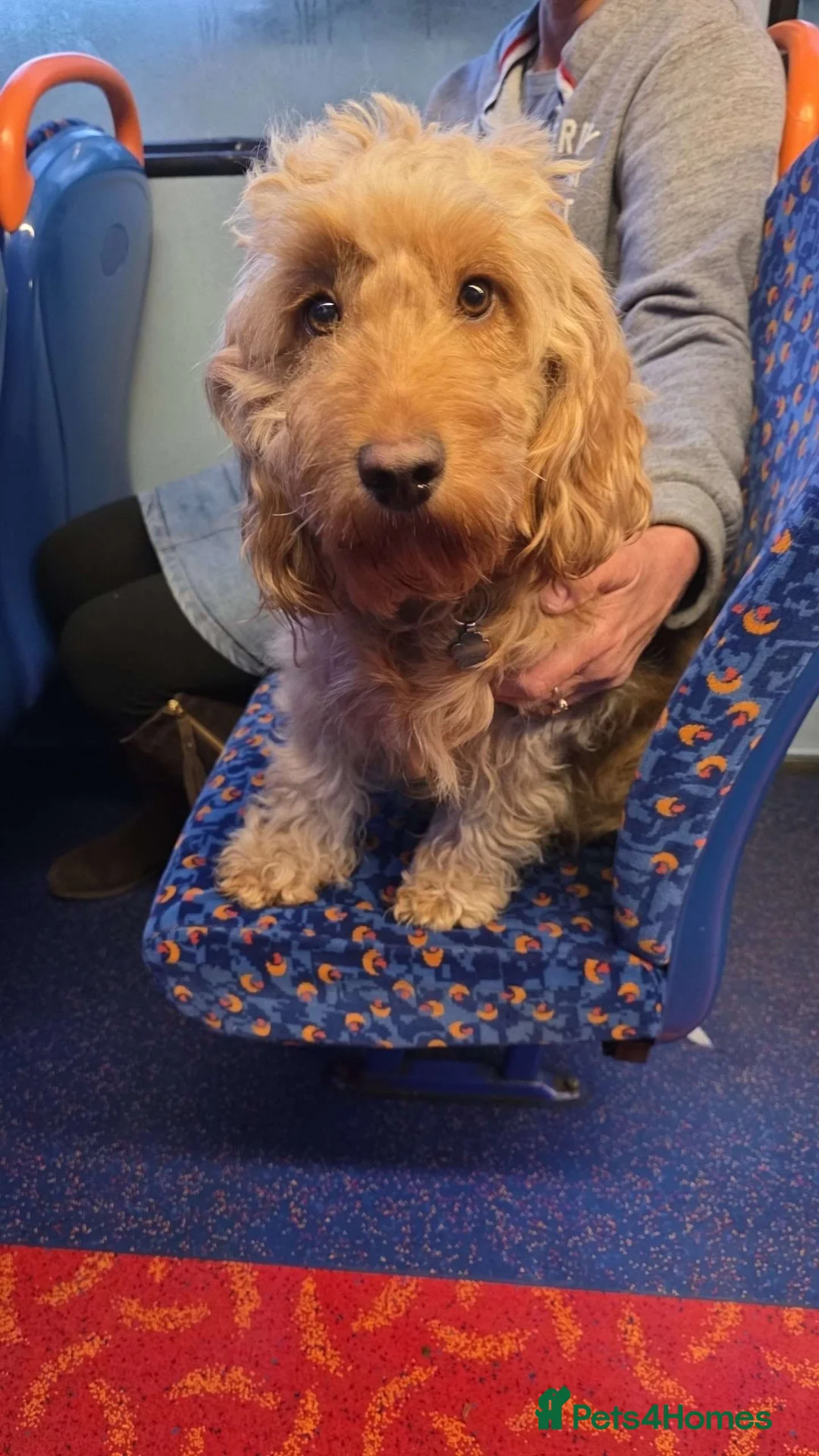 Cockapoo dogs for sale: Litter of Cockapoo's for sale - Advert 5