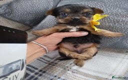 Chorkie dogs for sale: Chihuahua  Cross Yorkshire  - Image 6