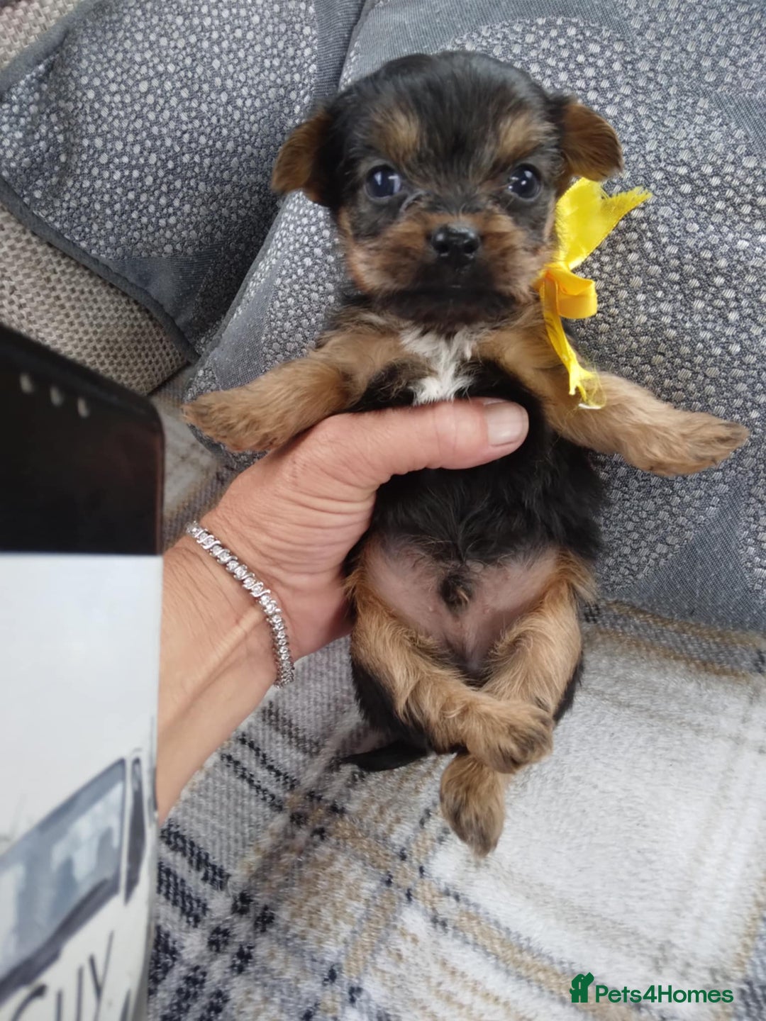 Chorkie dogs for sale: Chihuahua  Cross Yorkshire  - Image 6