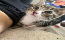 Mixed Breed cats for sale: 2 girls and 1 boy mixed breed kittend - Image 2