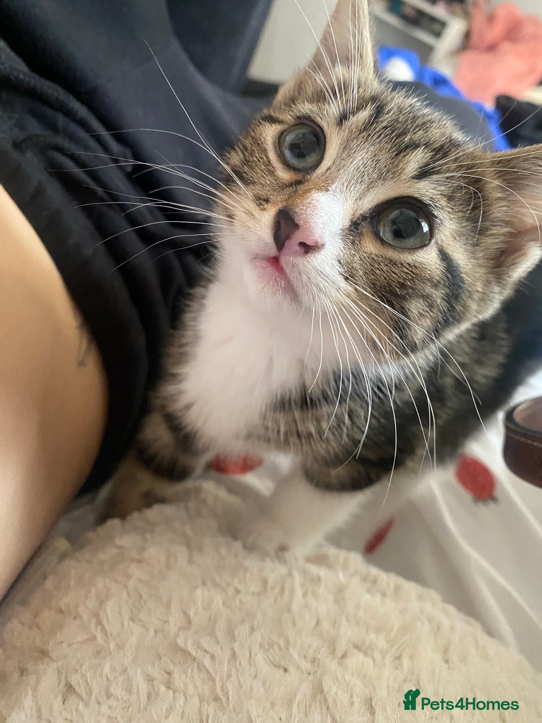 Mixed Breed cats for sale: 2 girls and 1 boy mixed breed kittend - Image 2
