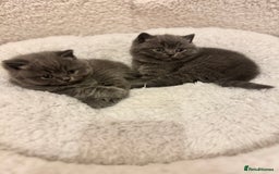 British Shorthair cats for sale: British Shorthair Blue 3 Girls GCCF registered  - Image 7