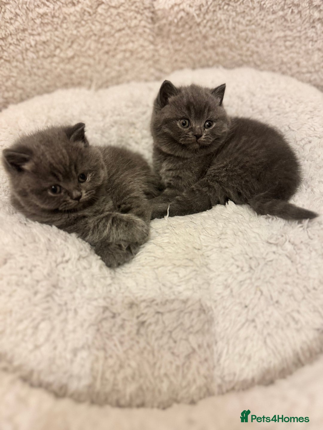 British Shorthair cats for sale: British Shorthair Blue 3 Girls GCCF registered  - Image 7