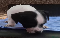 Jack Russell dogs for sale: KC Jack Russell pups, DNA Clear- LOA, SCA, PLL - Image 10