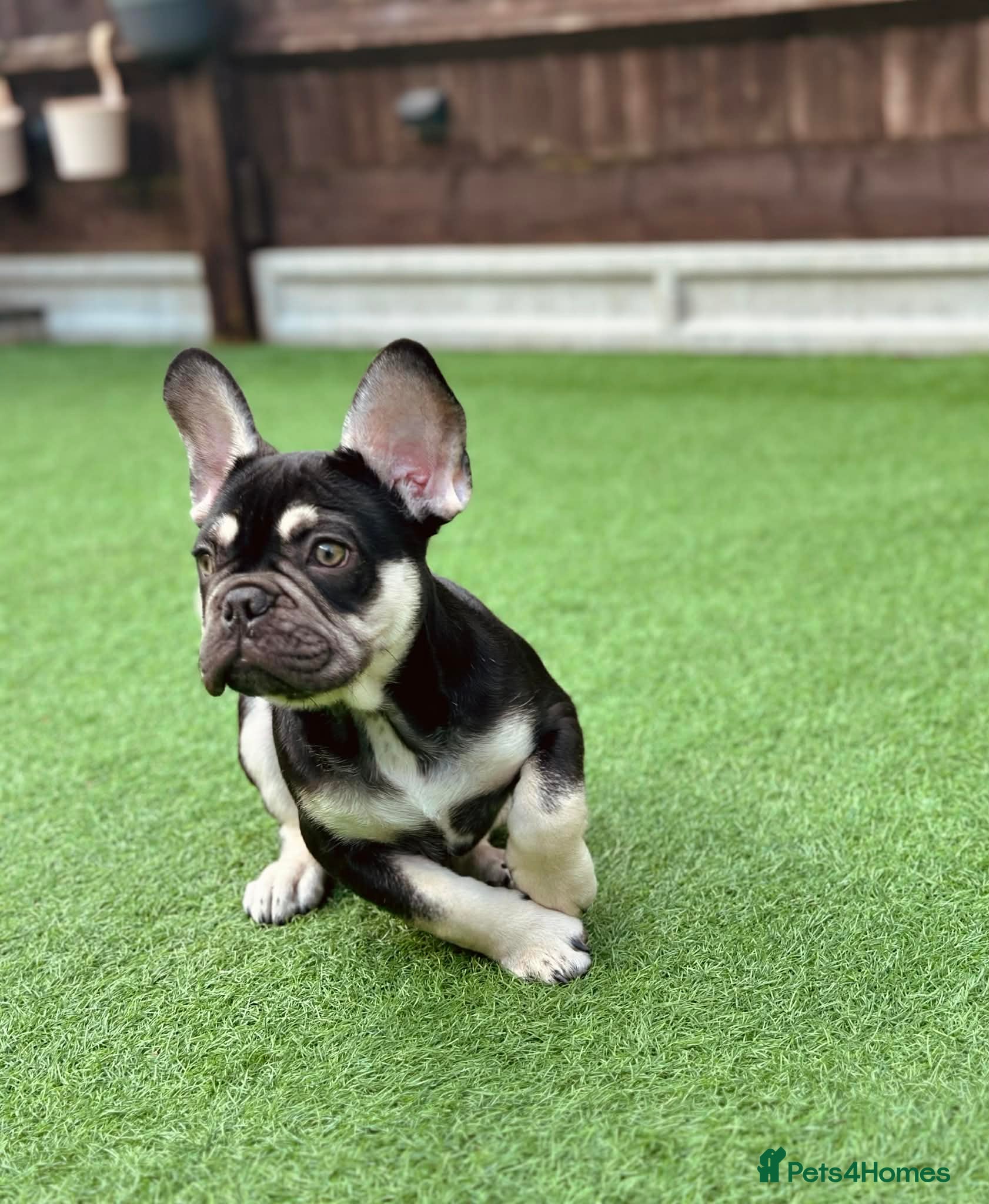 French Bulldog dogs Kc French Bulldog puppy male - Advert 9