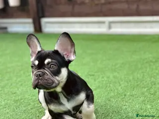 French Bulldog dogs Kc French Bulldog puppy male - Advert 9