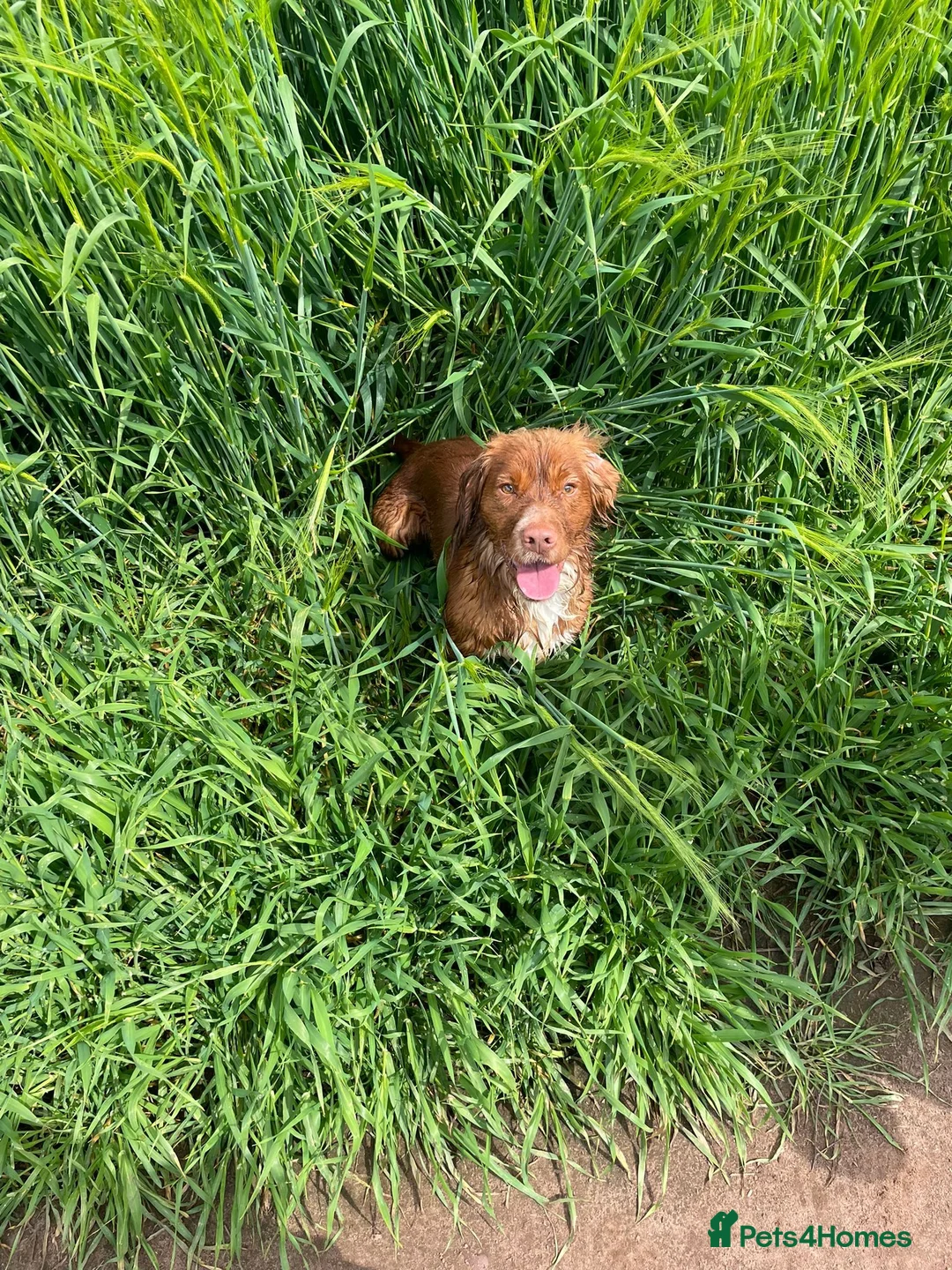 Cocker Spaniel dogs for stud: HEALTH TESTED KC WORKING COCKER SPANIEL STUD in Wolverhampton - Advert 6