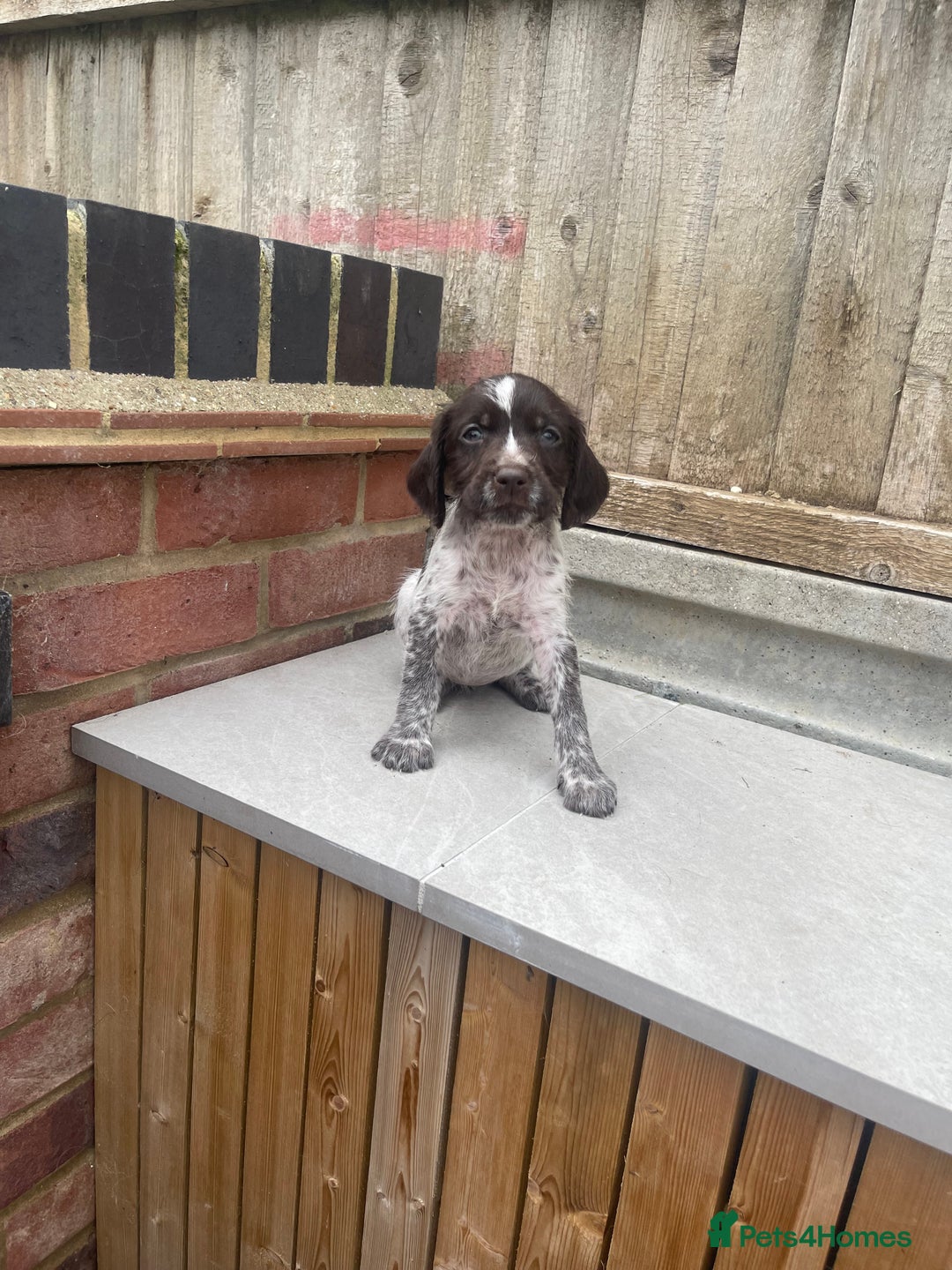 Mixed Breed dogs for sale: English springer spaniel X wire-haired pointer pup - Image 7
