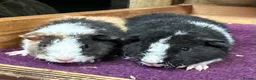 Guinea Pig rodents for sale: Pair of bonded teddy boys - Advert 1