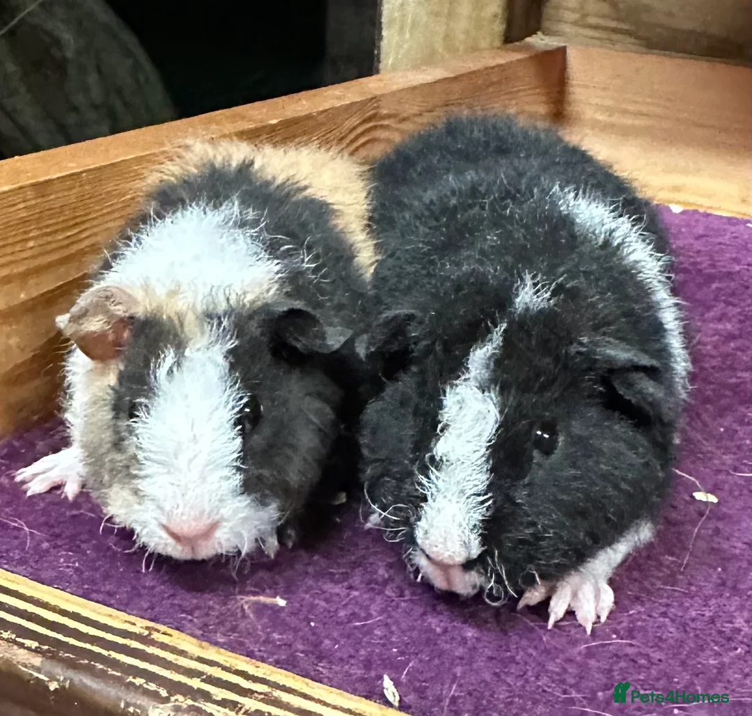 Guinea Pig rodents for sale: Pair of bonded teddy boys - Advert 1