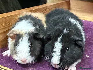 Guinea Pig rodents Pair of bonded teddy boys - Advert 1