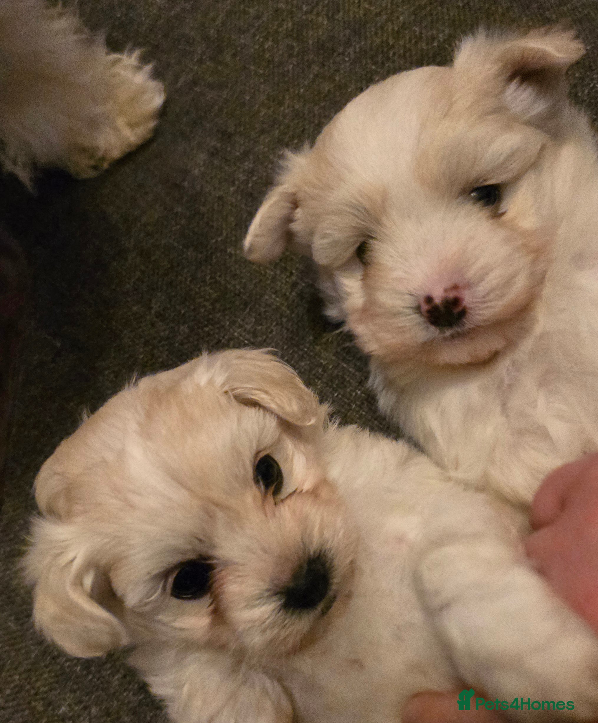 Maltese dogs Maltese boys - Advert 4