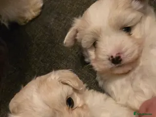 Maltese dogs Maltese boys - Advert 4