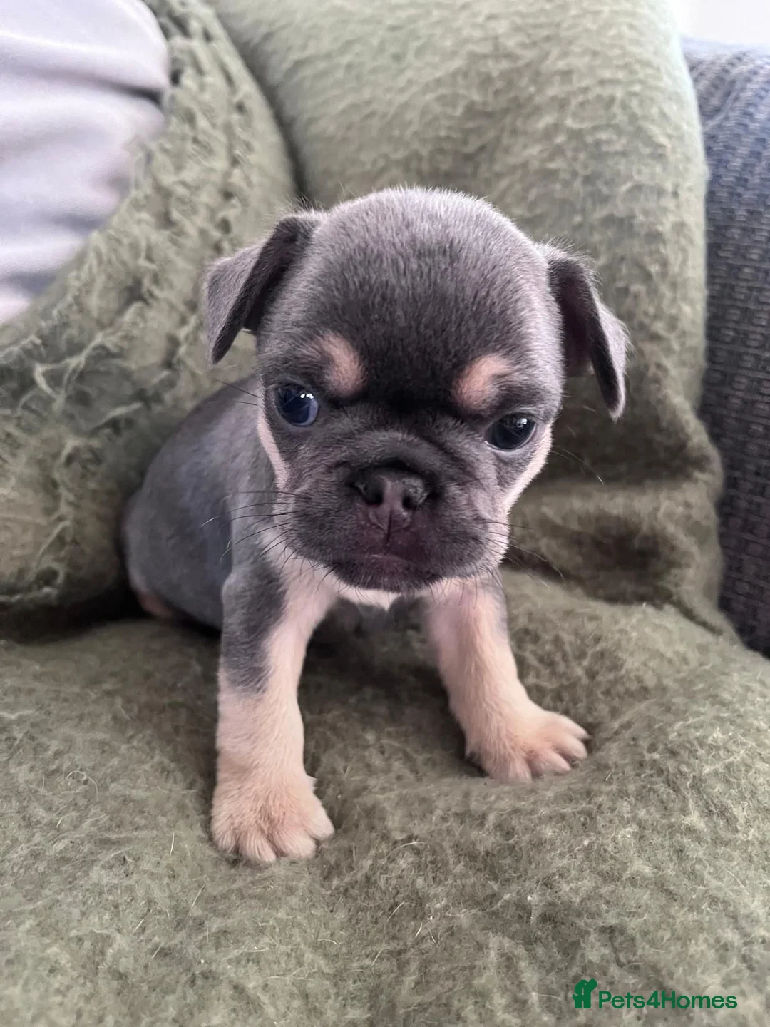 French Bulldog dogs for sale: French bull dog puppies - Advert 5
